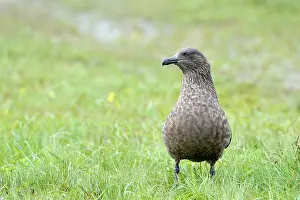 Hunter: Great Skua