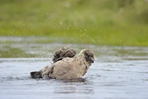 Hunter: Great Skua