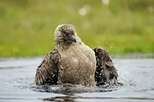 Hunter: Great Skua