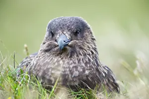 Level: Great Skua