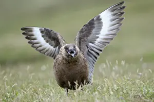 Level: Great Skua