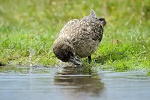 Hunter: Great Skua