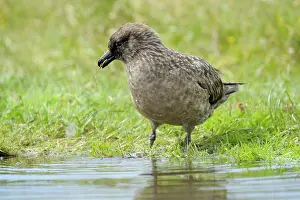 Hunter: Great Skua