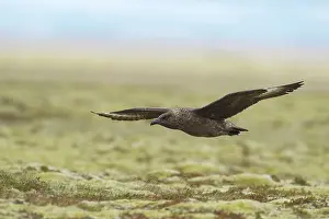 Skua: Great Skua