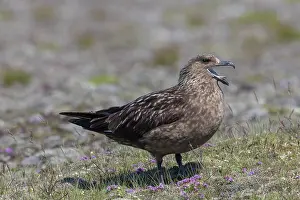 Skua: Great Skua - adult bird calling - Iceland