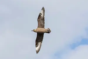 Skua: Great Skua - adult bird in flight - Iceland