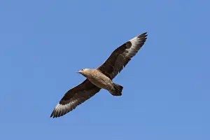 Skua: Great Skua - adult bird in flight - Iceland