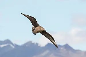 Skua: Great Skua - adult bird in flight - Iceland