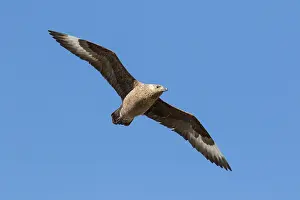 Skua: Great Skua - adult bird in flight - Iceland