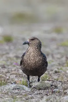 Skua: Great Skua - adult bird - Iceland