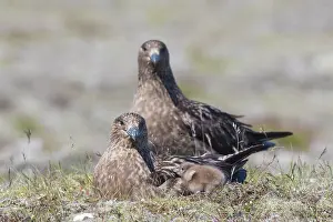 Skua: Great Skua - adult birds with chick - Iceland