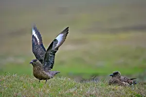 Lift: Great Skua - two adults sitting on moorland with