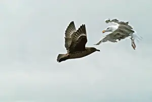 Marinus: Great Skua attacked by Greater / Great black-backed