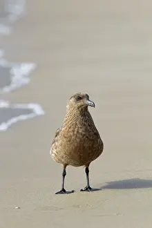 Catharacta: Great Skua - on beach