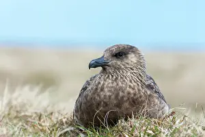 Skua: Great Skua or Bonxie (Stercorarius Skua)