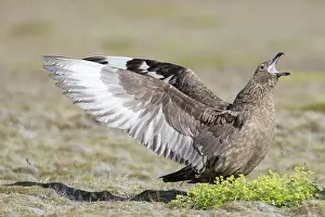 Skua: Great Skua - calling bird flapping its wings - Iceland