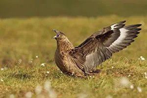 Skuas: Great Skua - calling out and displaying wings to