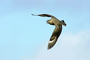 Catharacta: Great Skua - Calling in flight