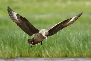 Catharacta: Great Skua - calling whilst coming in to land