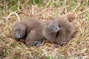 Skuas: Great Skua - chicks at nest