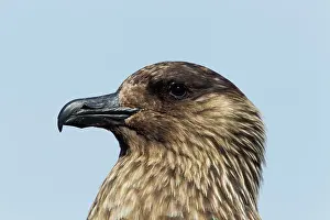 Catharacta: Great Skua - close up