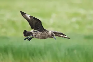 Catharacta: Great Skua - coming in to land
