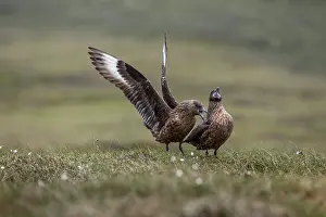 David Chapman: Great Skua - Courtship - UK