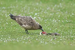 Catharacta: Great Skua - with dead rabbit