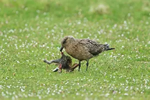 Catharacta: Great Skua - with dead rabbit