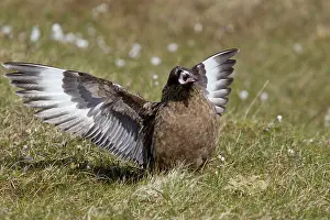 Catharacta: Great Skua - display