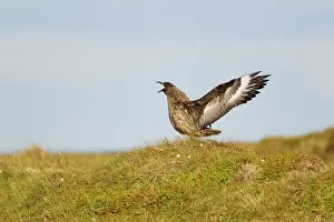 Catharacta: Great Skua - display