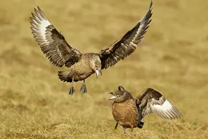 Catharacta: Great Skua - displaying as landing next to mate