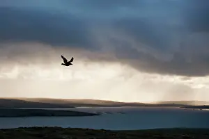 Catharacta: Great Skua - displaying over moorland at dusk