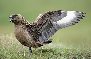 Skuas: Great SKUA - Female bird displaying to male, wings