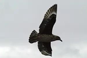 Skuas: Great Skua - in flight