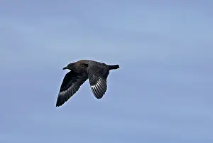 Skuas: Great Skua - in flight