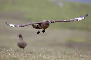 Skuas: Great Skua - in flight