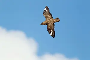 Catharacta: Great Skua - in flight