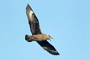 Catharacta: Great Skua - in flight