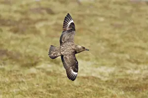 Catharacta: Great Skua - in flight