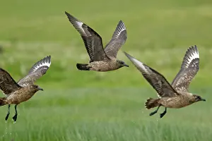 Catharacta: Great Skua - in flight