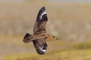 Soaring: Great Skua - in flight