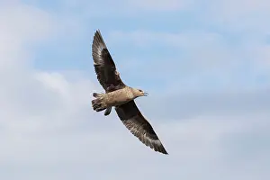 Skua: Great Skua flight