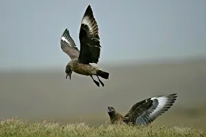 Quarrelling: Great Skua - one in flight and one sitting in moor