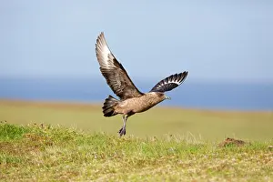 Skuas: Great Skua - in flight taking off
