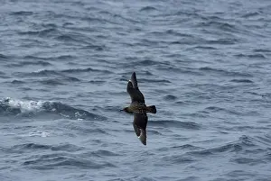Skuas: Great Skua - in flight over waves