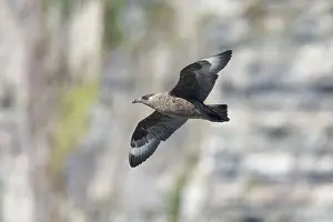 Catharacta: Great Skua - Hunting along seabird cliff
