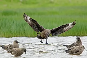 Catharacta: Great Skua - landing in loch to bathe
