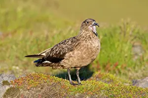 Skua: The Great Skua is the largest seabird in