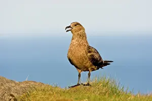 Skua: The Great Skua is the largest seabird in